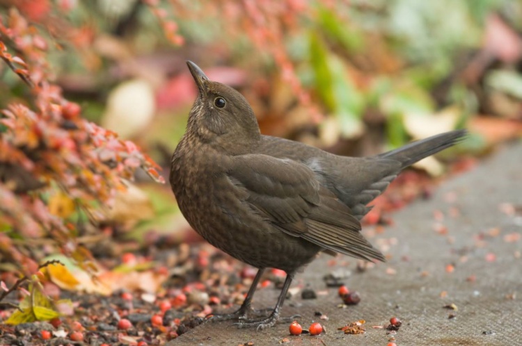 Top Tips for Bird Feeding in Autumn: Feeding Birds in the Colder Months